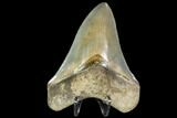 Serrated, Fossil Megalodon Tooth - South Carolina #104974-1
